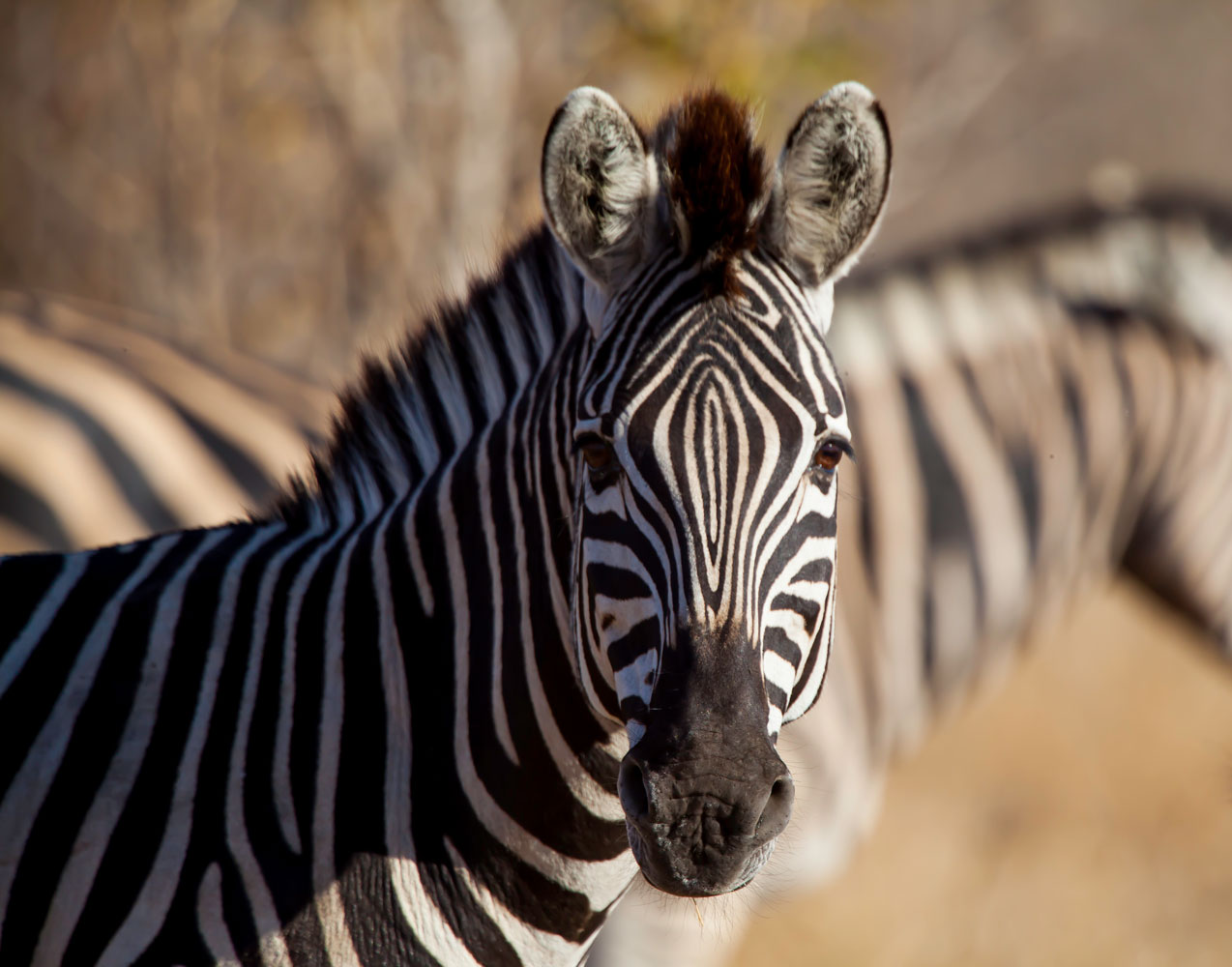 Out of Africa - Gallery Image #397